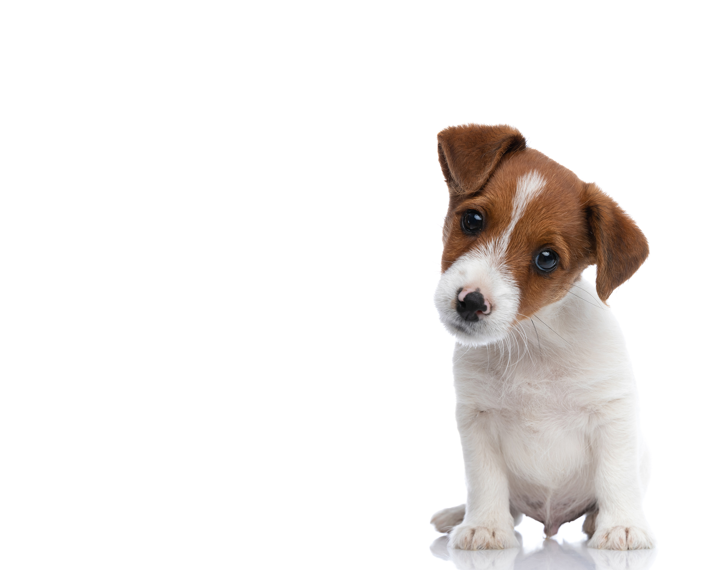 Small Jack Russell Terrier Dog