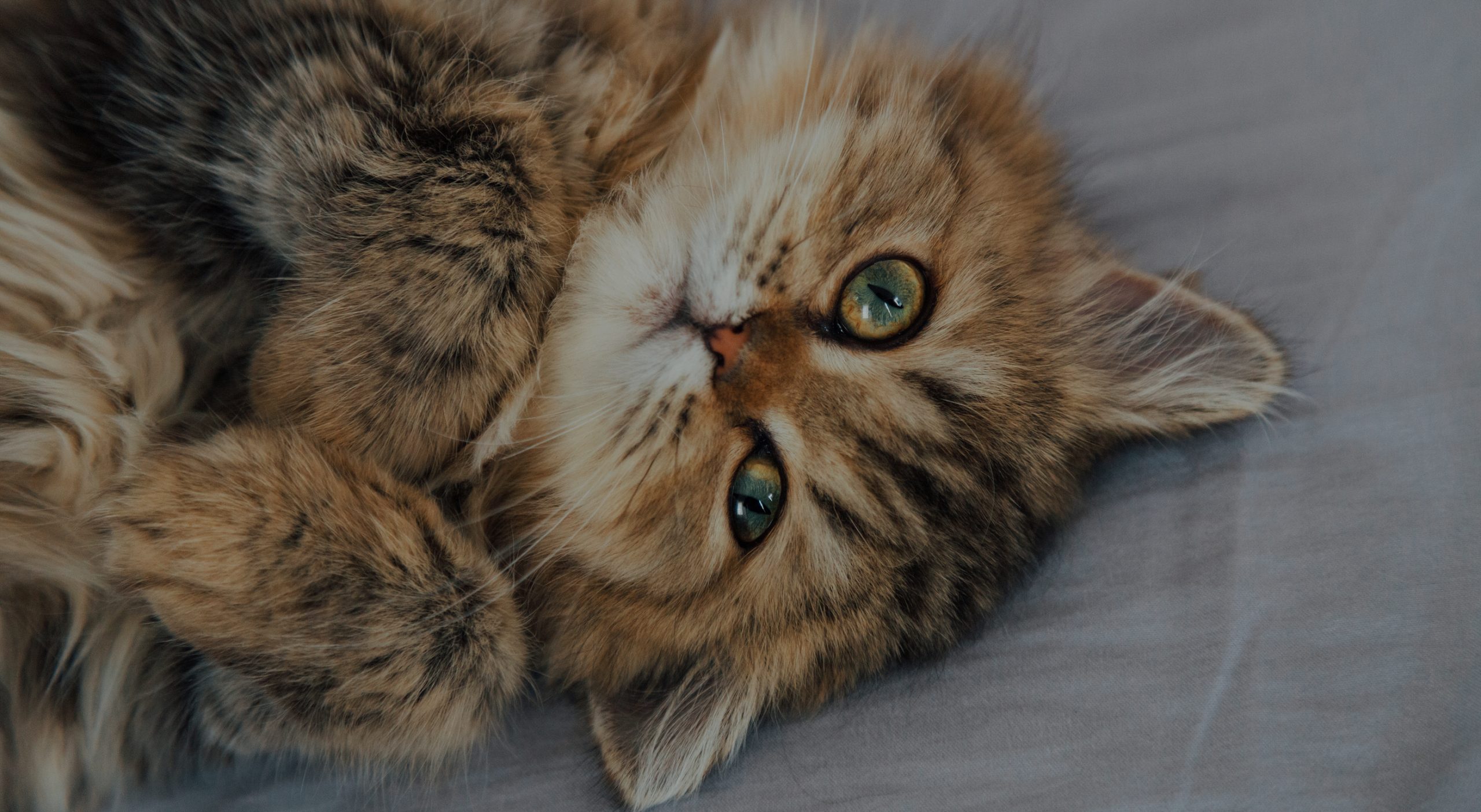Portrait Of Cute Happy British Longhair Chinchilla Persian Kitte