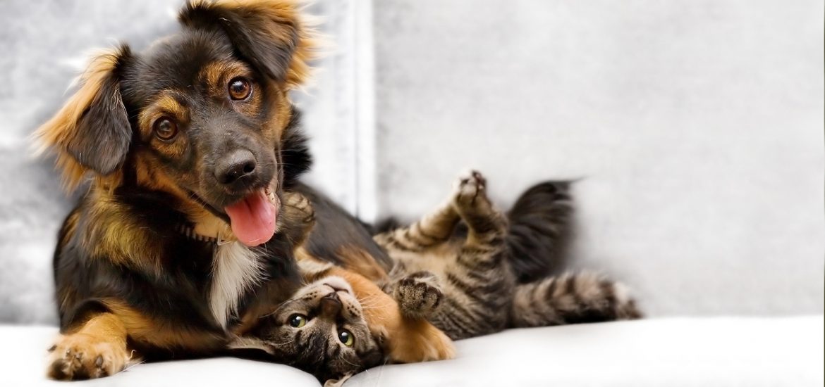 Puppy And Kitten